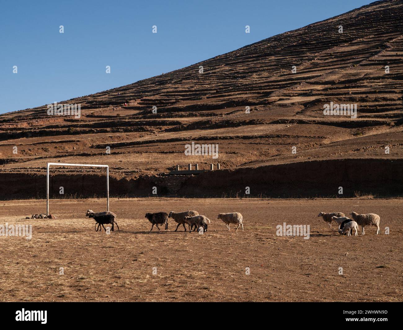 Flock of sheep crossing a dirt football field on Amantani Island, Lake Titicaca, Peru Stock Photo
