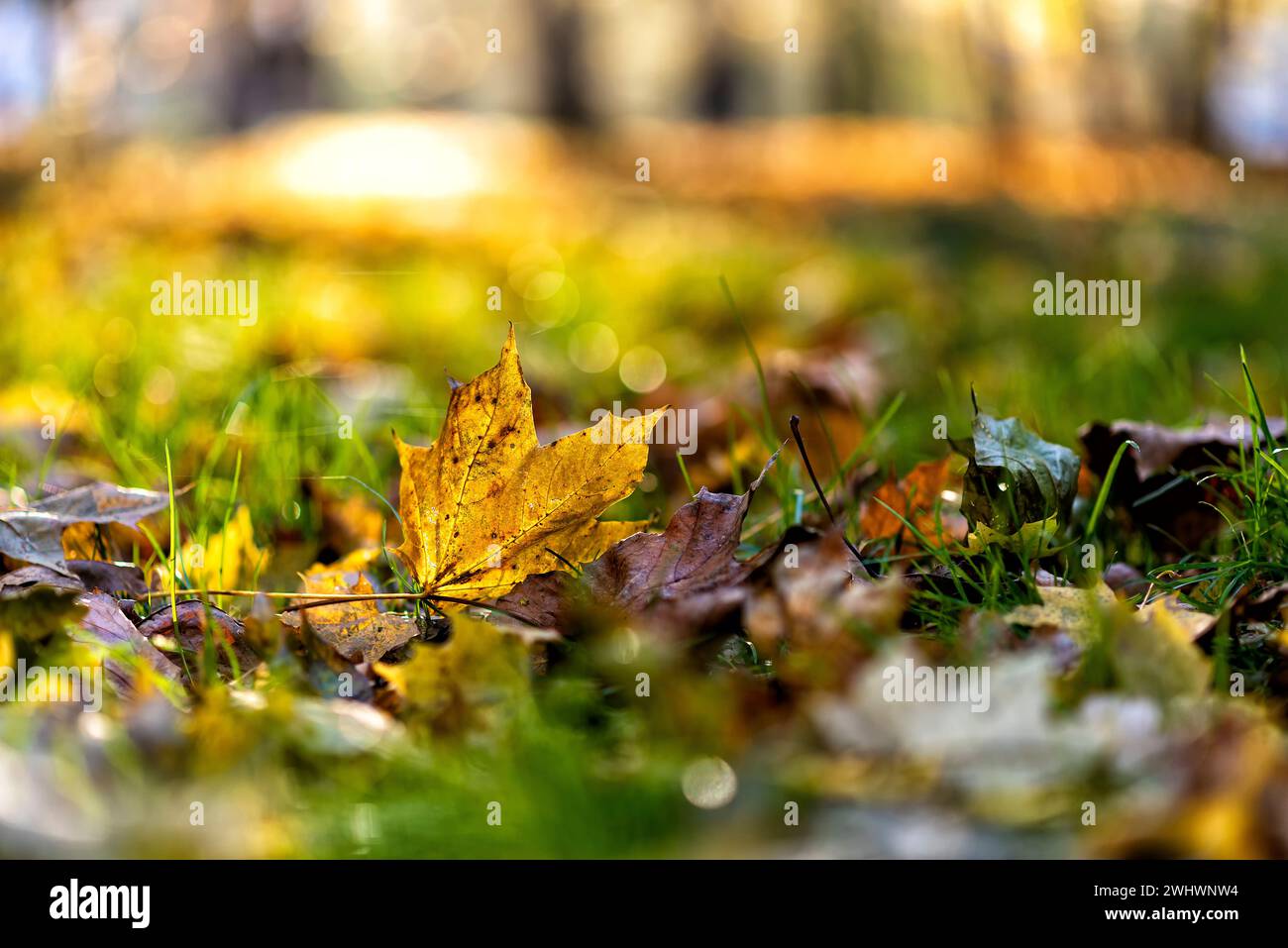 Follage in autumn in Europe Stock Photo