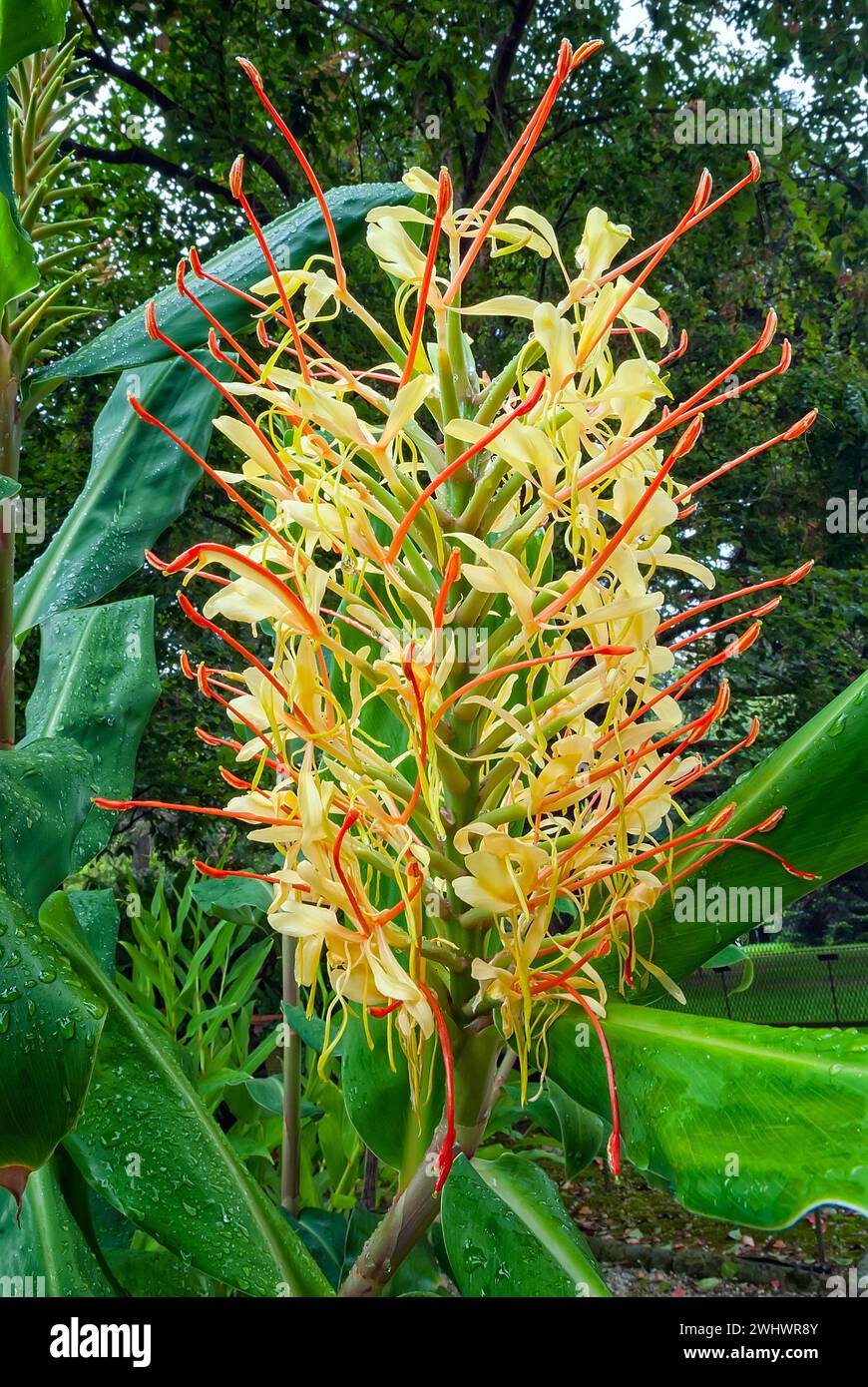 Kahili ginger (Hedychium gardnerianum), Zingiberaceae. Rhizomatous perennial herb. Ornamental plant. Yellow flower. Stock Photo