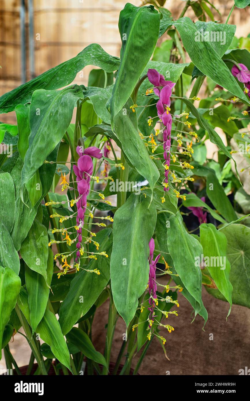 Dancing ladies ginger (Globba winitii, Zingiberaceae), ornamental plant for apartment, perennial, rizomatosa. Stock Photo