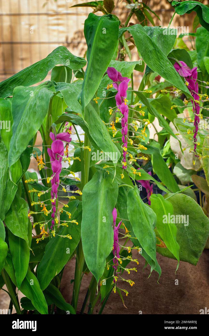 Dancing ladies ginger (Globba winitii, Zingiberaceae), ornamental plant for apartment, perennial, rizomatosa. Stock Photo