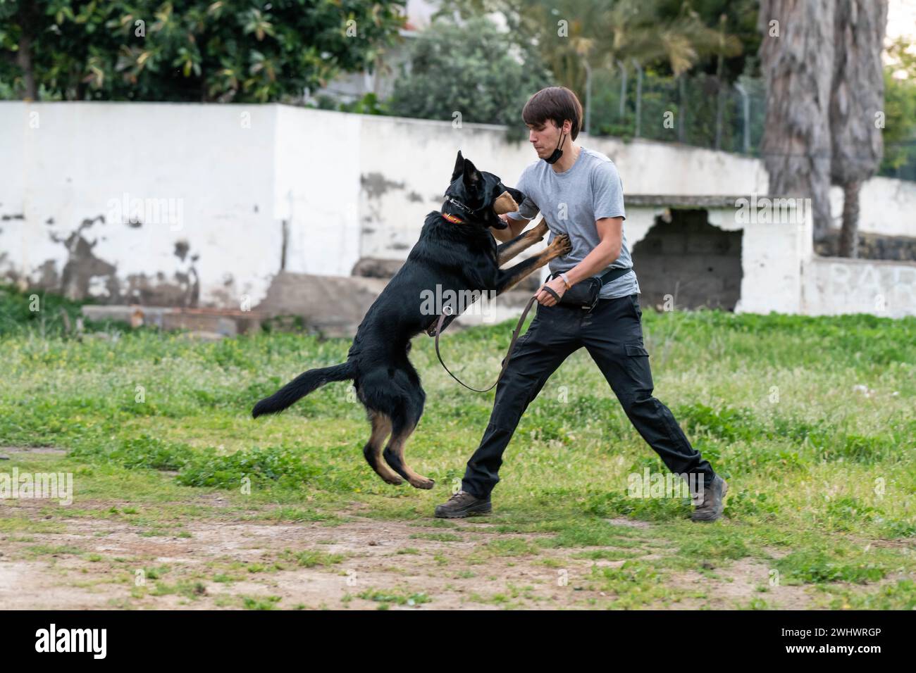 View of Dog training with his owner. German shepherd puppy Stock Photo - Alamy