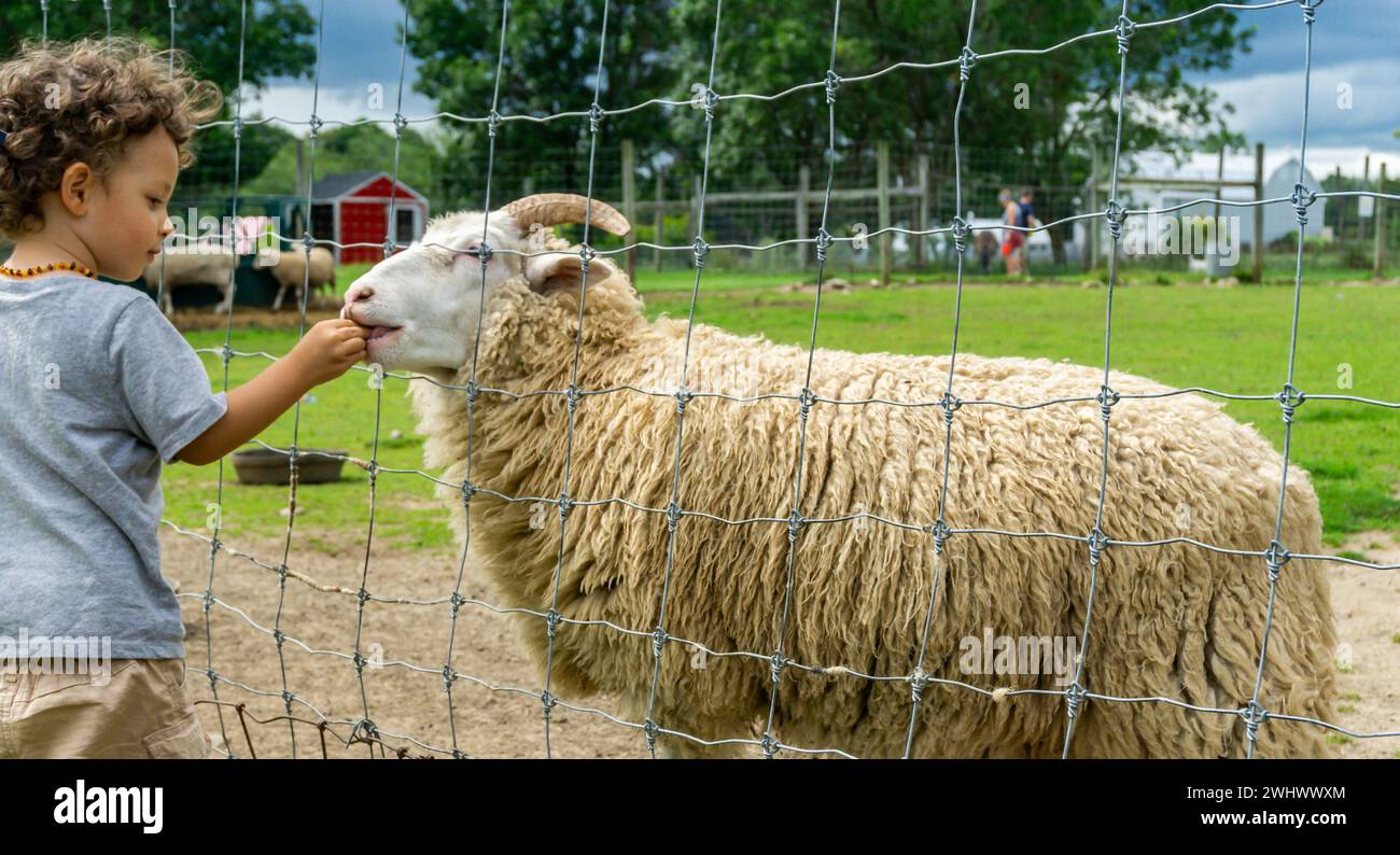 Child offering food to a sheep through a barbed fence in a grassy field, showcasing a heartwarming interaction between a human and animal. Stock Photo