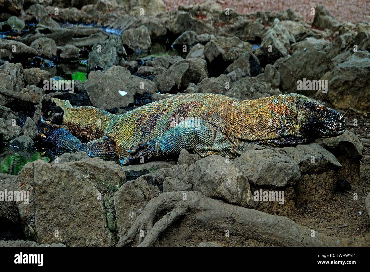 Komodo Indonesia National Park Island Dragons Stock Photo