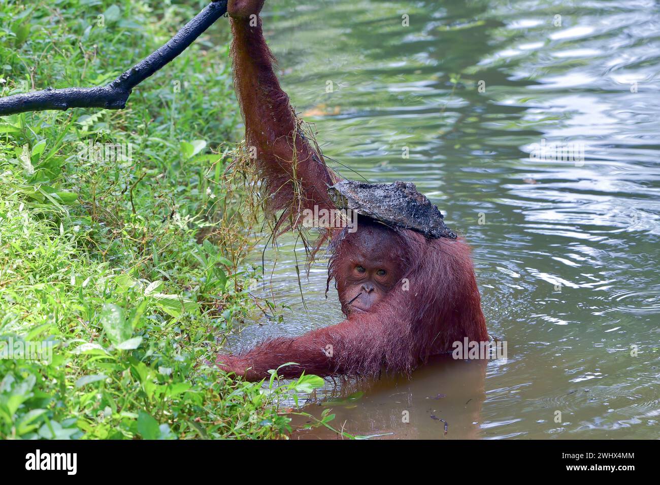 Orangutan swimming in the river Stock Photo