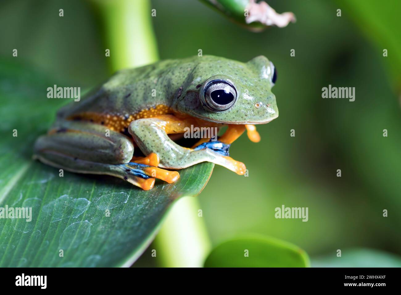 Black-webbed tree frog on a tree branch Stock Photo