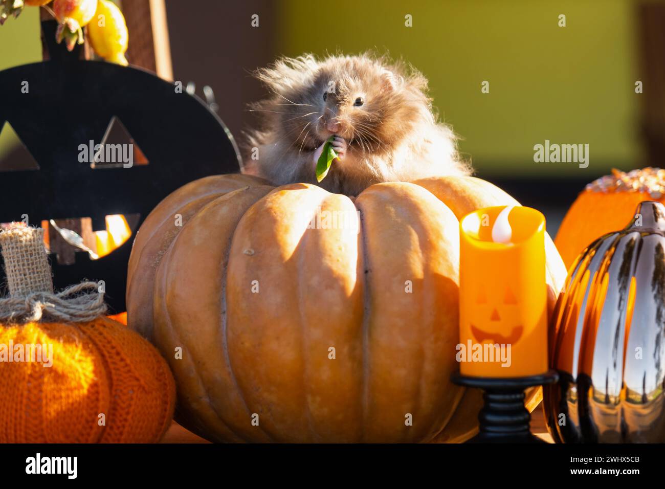 Hamster halloween cage decorations sale