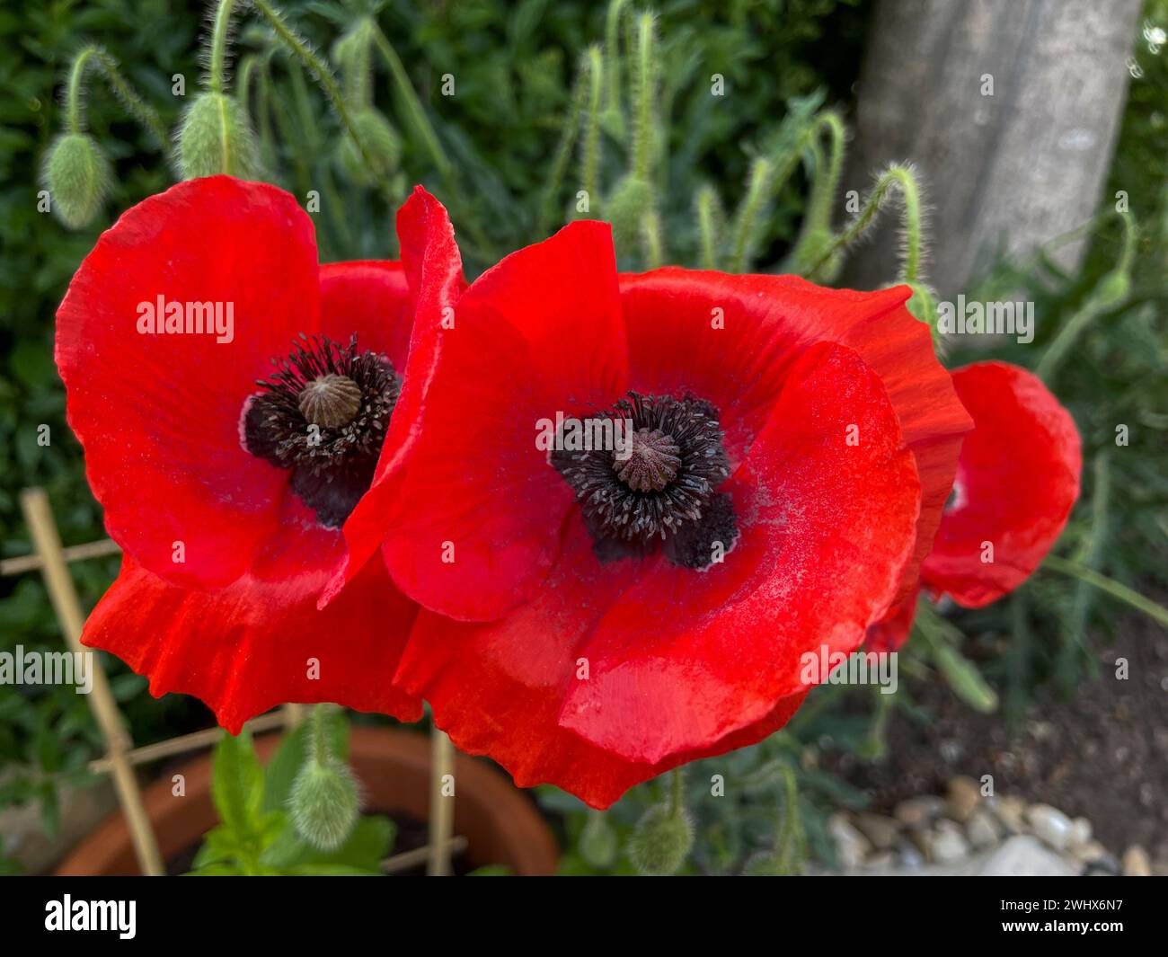 Bluhen rot hi-res stock photography and images - Alamy