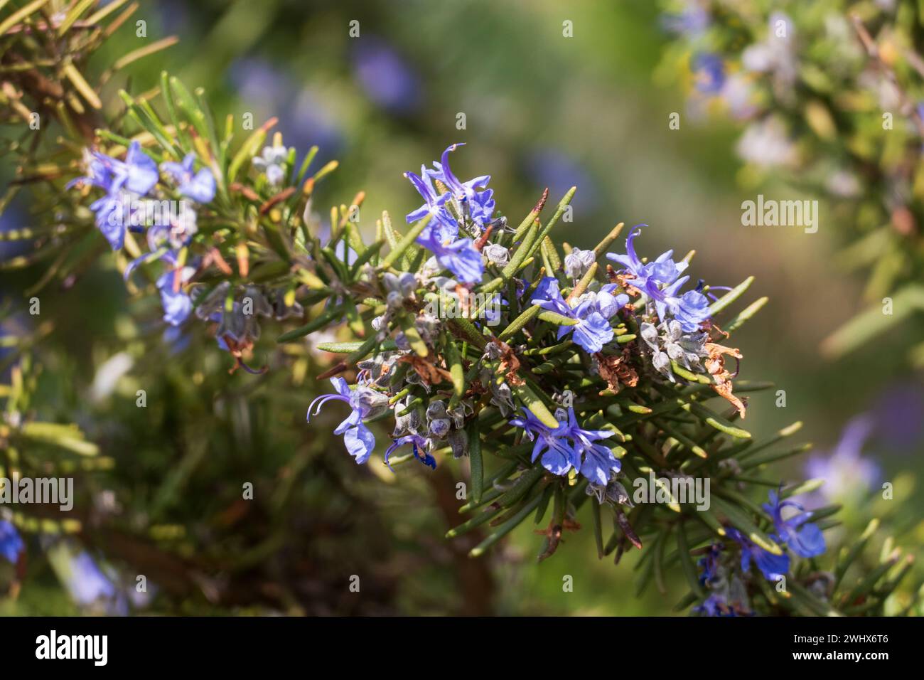 Rosmarin mit blau lila farbenen Blüten und unscharfem Hintergrund Stock Photo