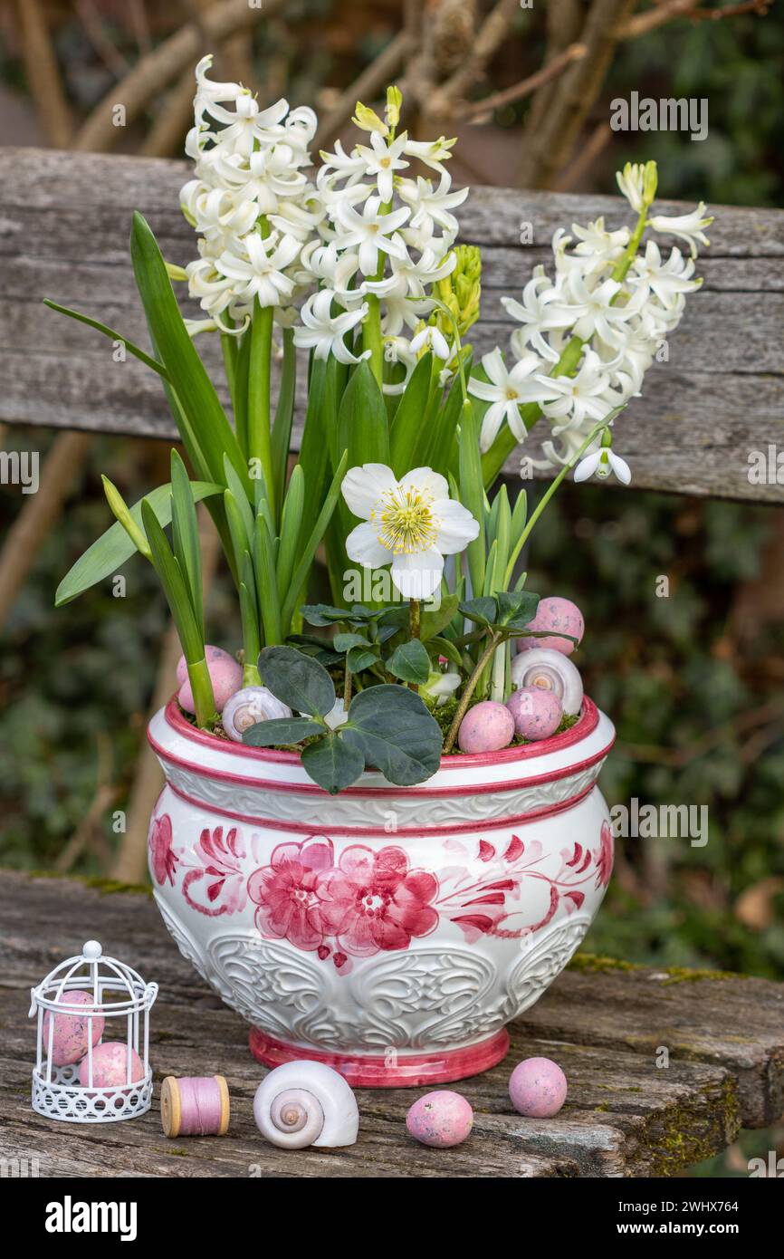 helleborus niger, white hyacinths and snow drops in plant pot  in garden Stock Photo