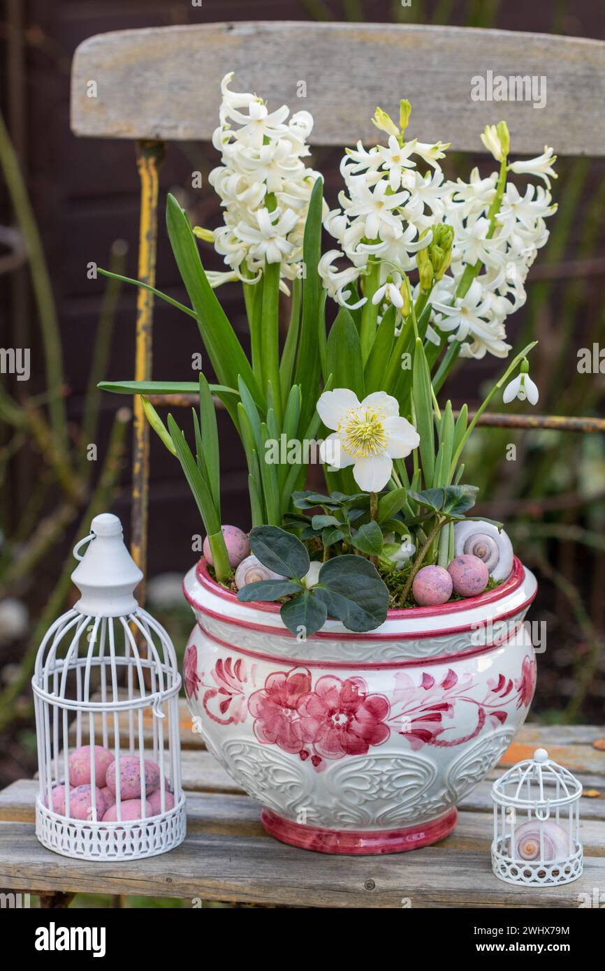 helleborus niger, white hyacinths and snow drops in plant pot  in garden Stock Photo