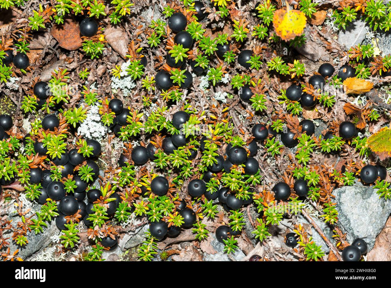Black crowberry in sweden Stock Photo