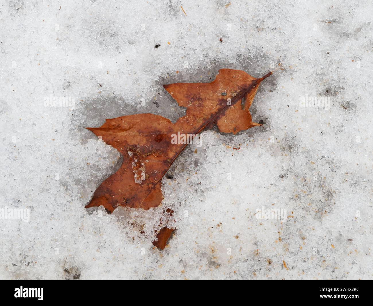 Weathered Oak leaf laying on snow. Quebec,Canada Stock Photo