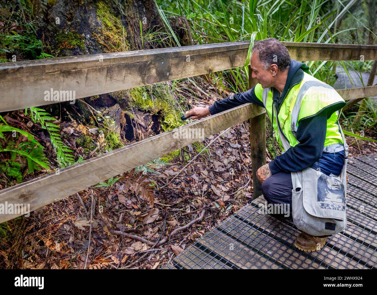 Māori guide pointing to a brown kiwi bird habitat at the base of a tree in the ancient Waipoua Kauri Forest in Aotearoa / New Zealand, Te Ika-a-Maui / Stock Photo