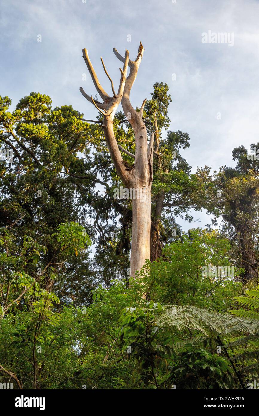 A Kauri tree that has been killed by a forest dieback disease in Waipoua Forest in Aotearoa / New Zealand, Te Ika-a-Maui / North Island, Te Tai Tokera Stock Photo
