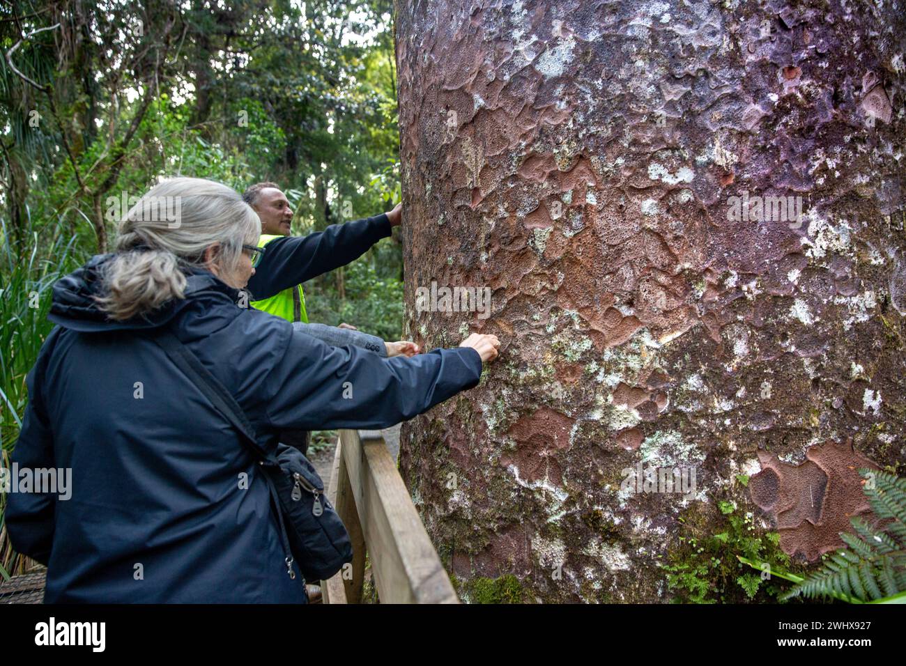Tourist and Māori guide examining the texture of the bark on a large Kauri tree on an evening tour in the ancient Waipoua Kauri Forest in Aotearoa / N Stock Photo