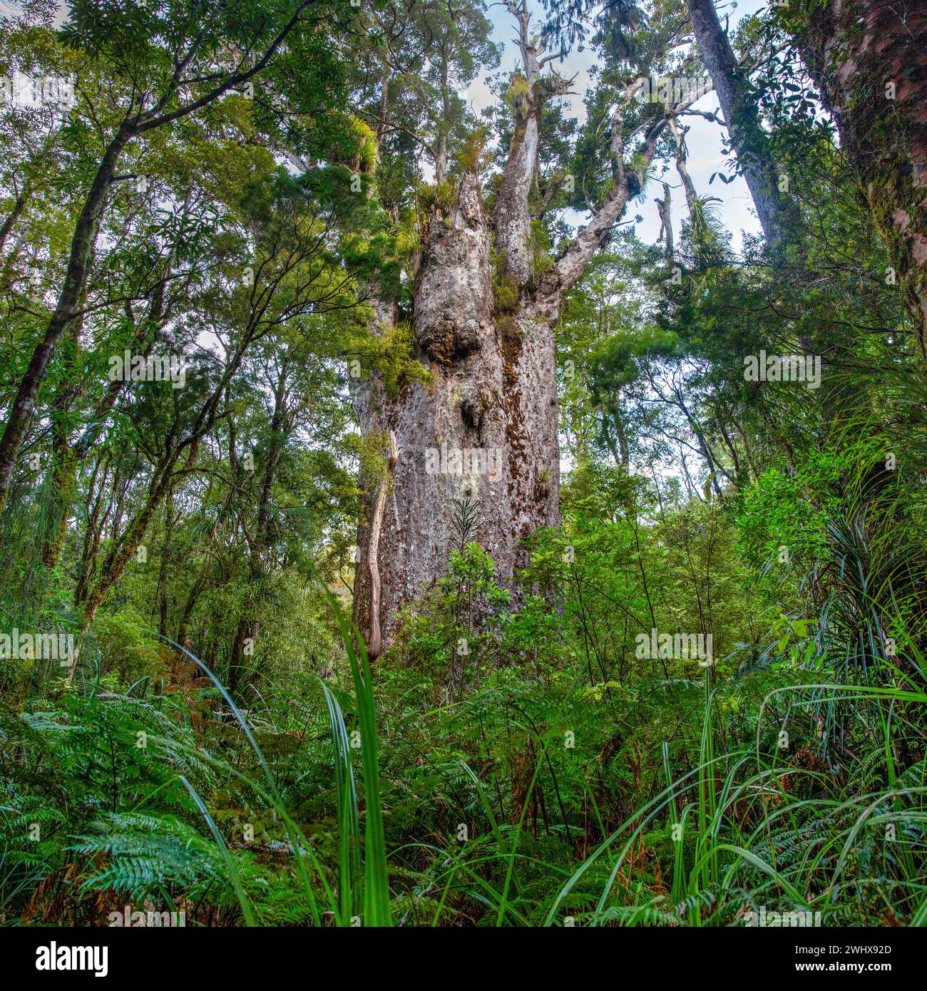 Te Matua Ngahere (Father of the Forest) is a giant kauri (Agathis australis) coniferous tree in the Waipoua Forest of Northland Region, New Zealand. T Stock Photo