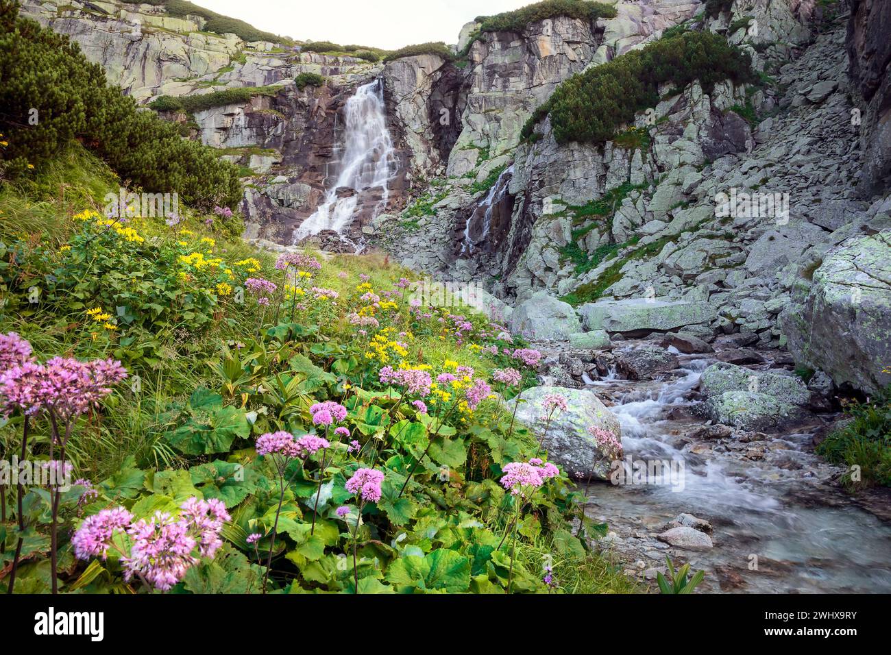 Beautiful waterfall and many flowers in mountains Stock Photo - Alamy