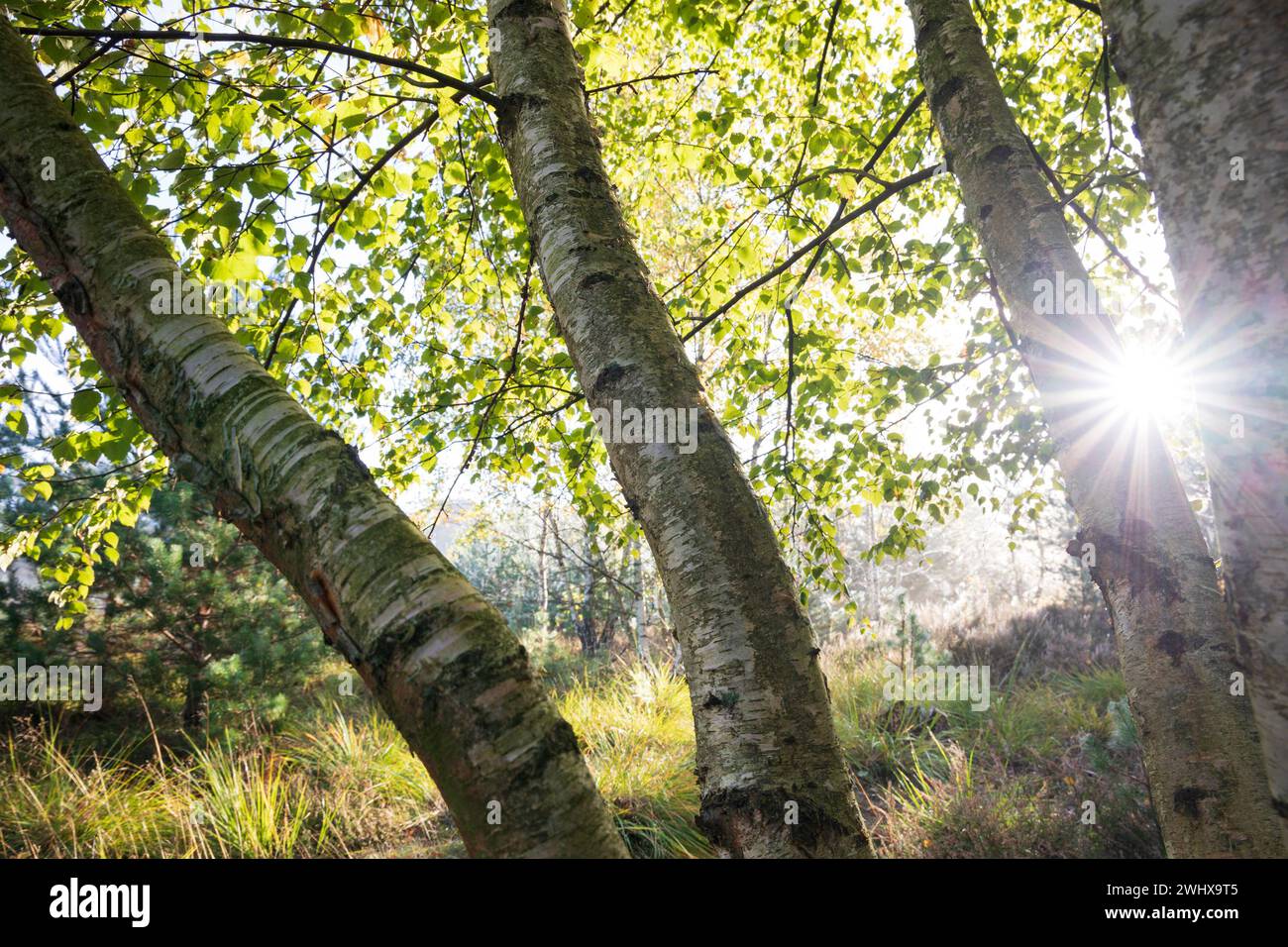 Sunshine through birch trees Stock Photo