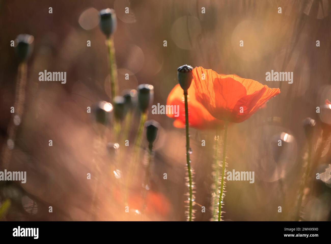 Blossom poppy flower field hi-res stock photography and images - Alamy
