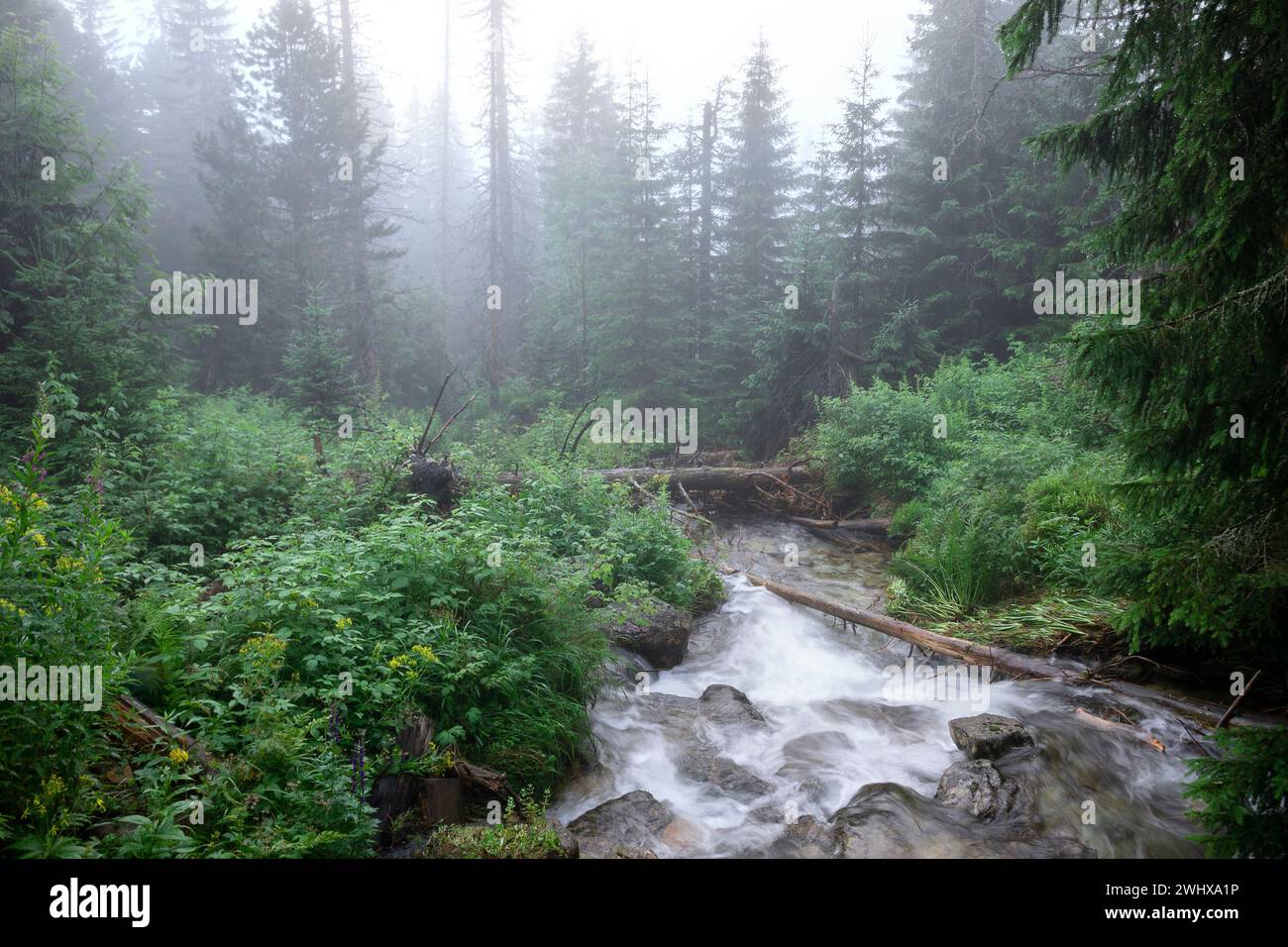 Foggy green mountain forest hi-res stock photography and images - Alamy