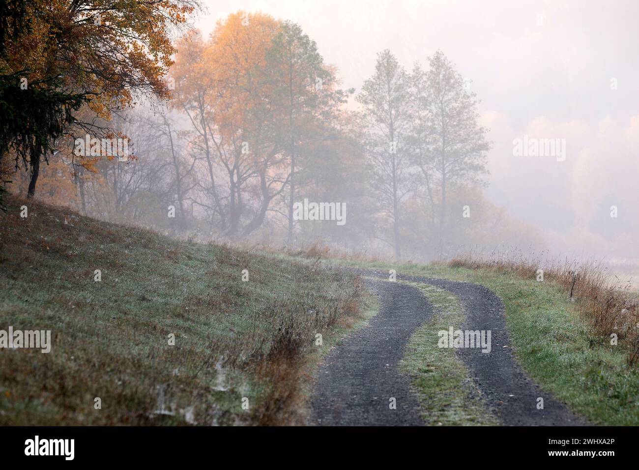 Misty morning woods hi-res stock photography and images - Alamy
