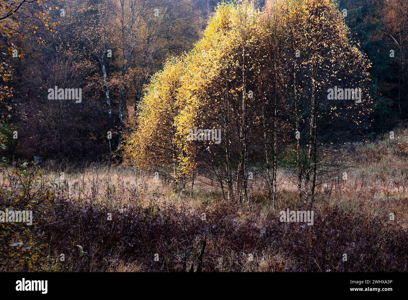 Birch tree in orange autumn foliage Stock Photo