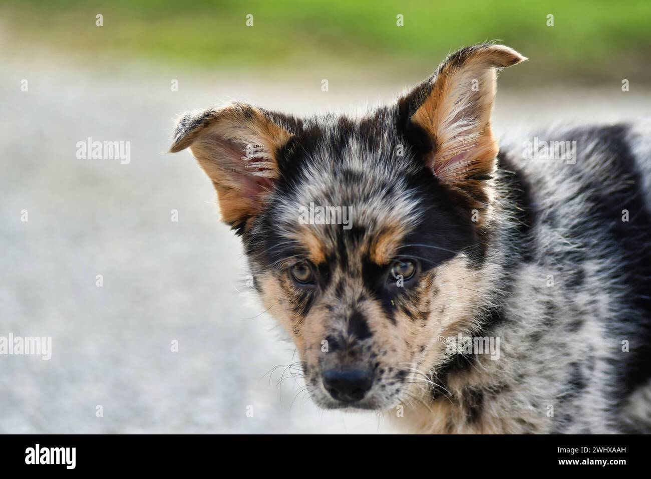 Portrait of a dog, photo as a background , australian german shepard sheperd dog Stock Photo