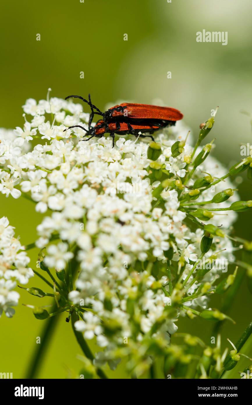 Net-winged beetle mating couple Stock Photo
