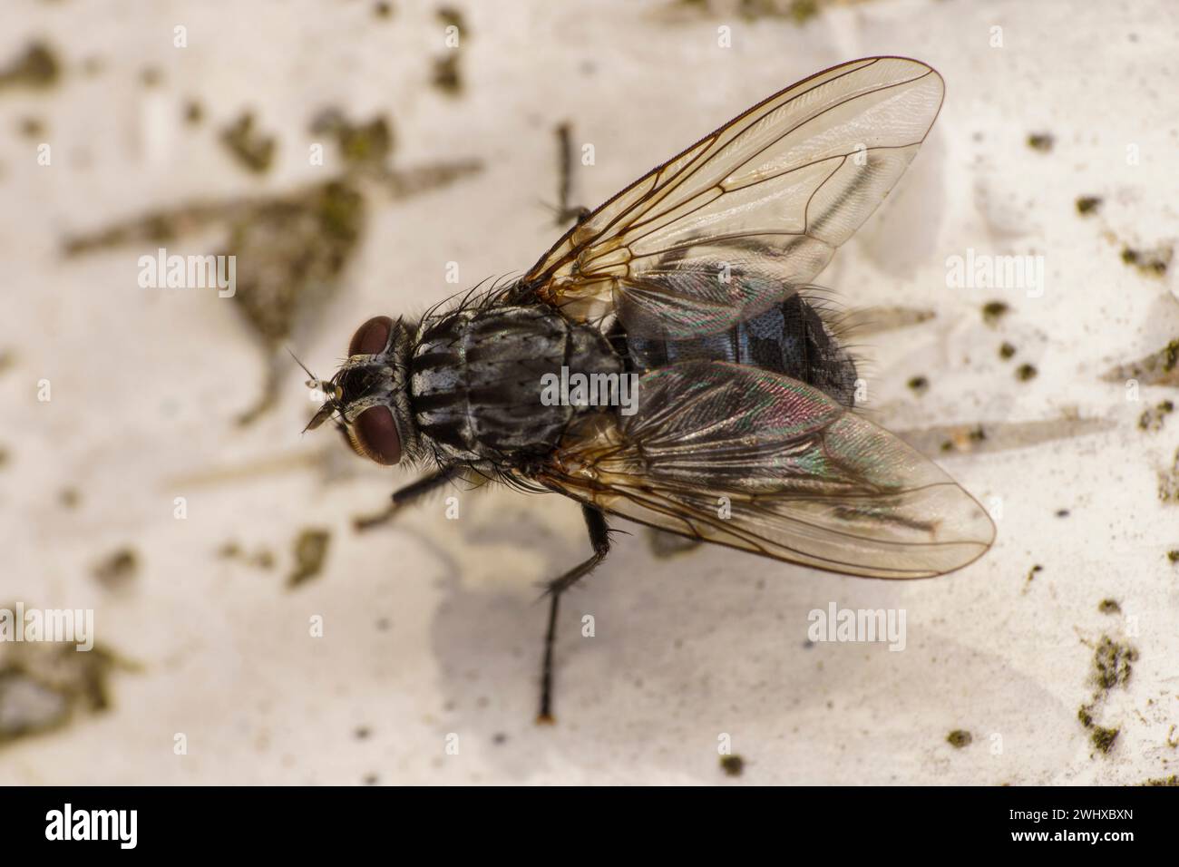 Polietes lardarius Genus Polietes Family Muscidae fly wild nature insect wallpaper, picture, photography Stock Photo