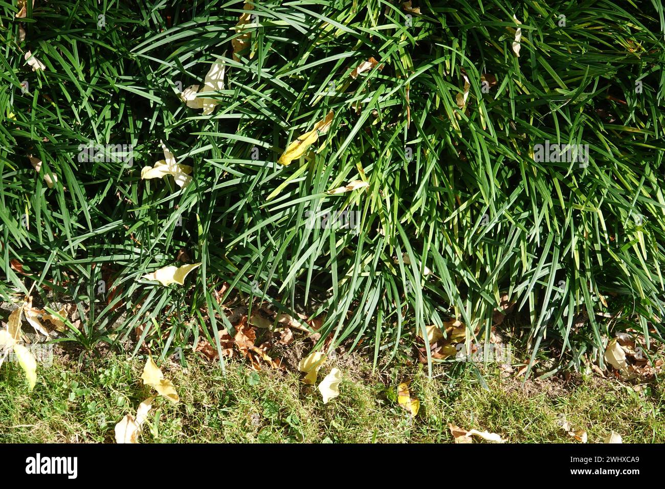 Ophiopogon planiscapus Stock Photo