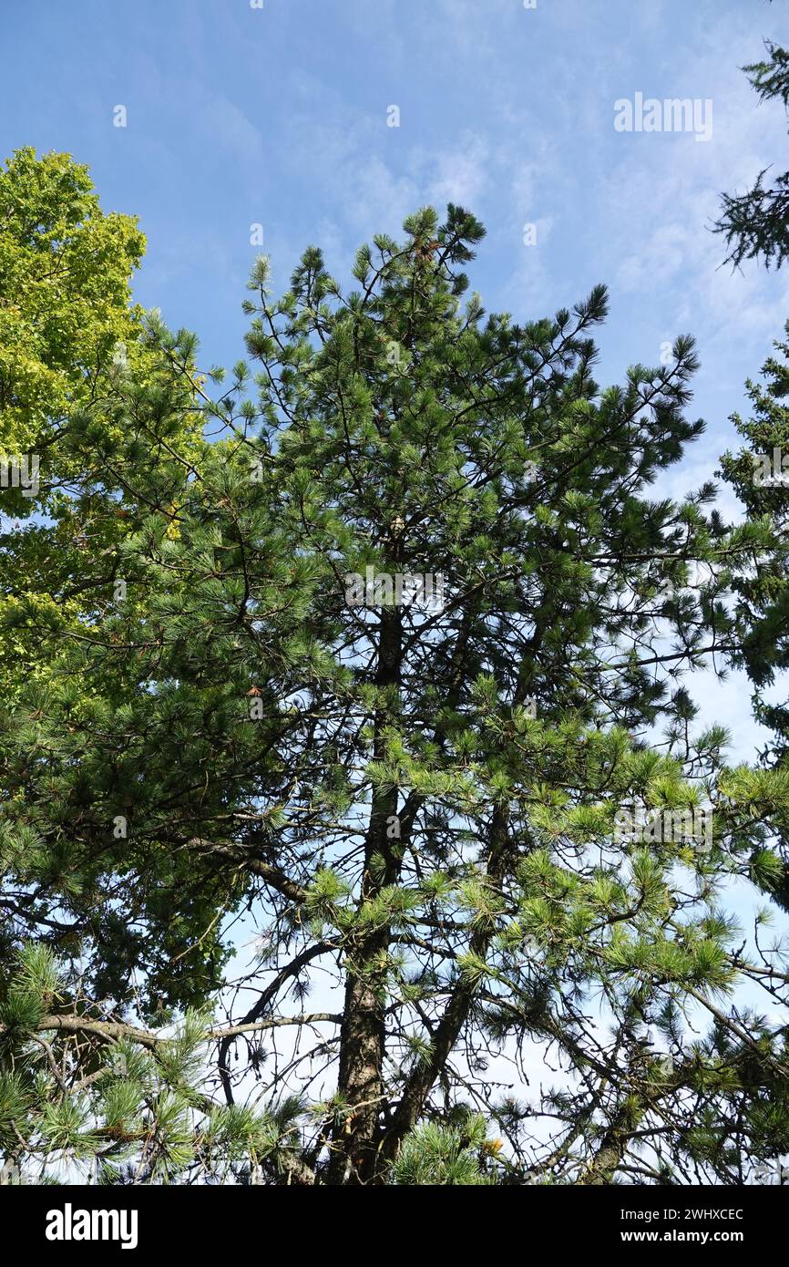 Pinus cembra, Swiss pine Stock Photo