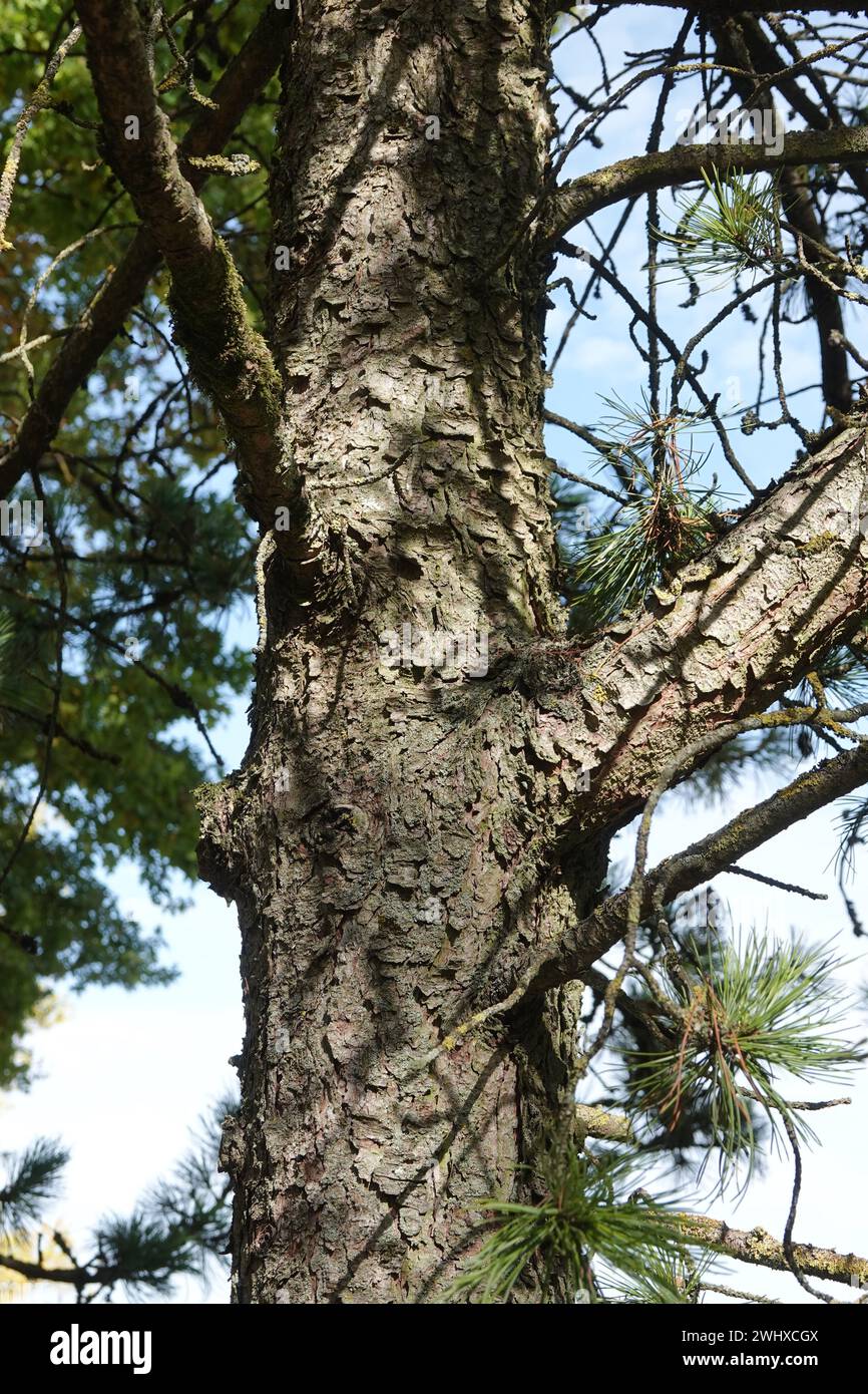 Pinus cembra, Swiss pine Stock Photo