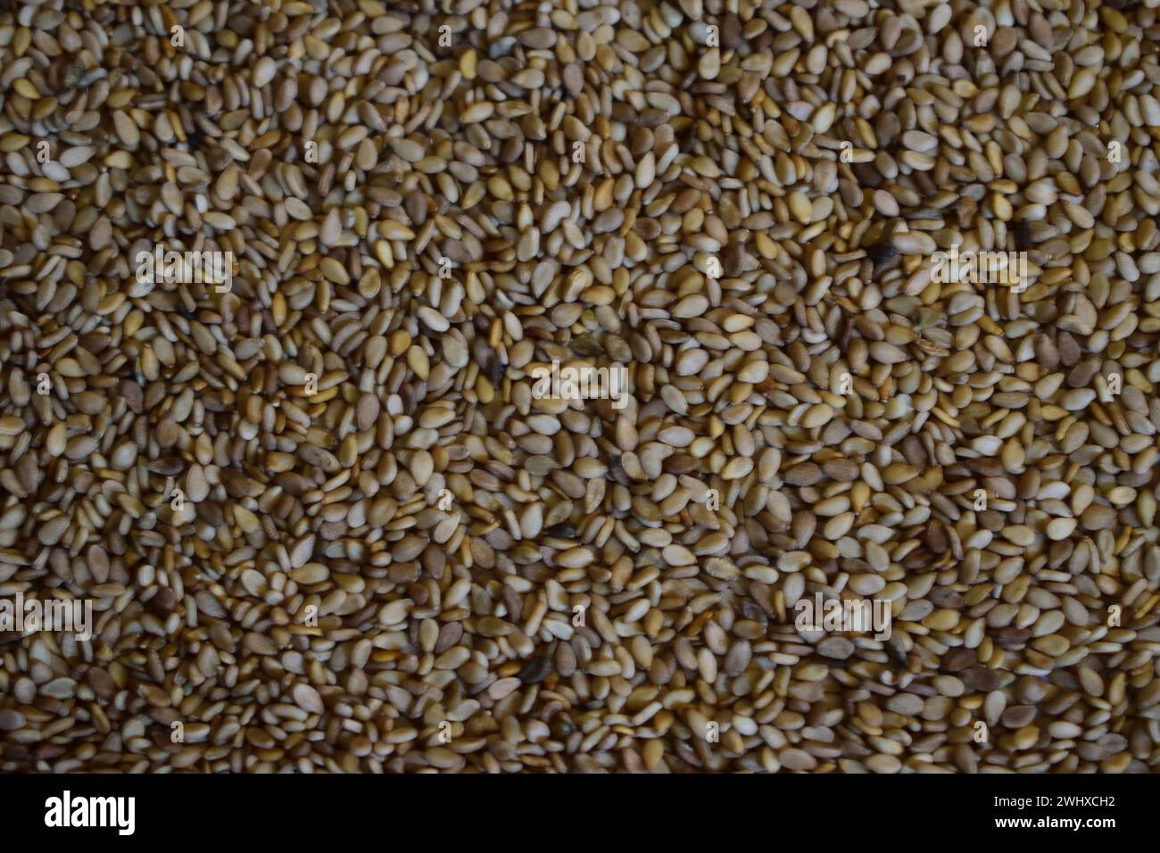 non edited photo shows close-up  sesame seed as background.  also called benne or gingelly. Sesamum indicum Stock Photo