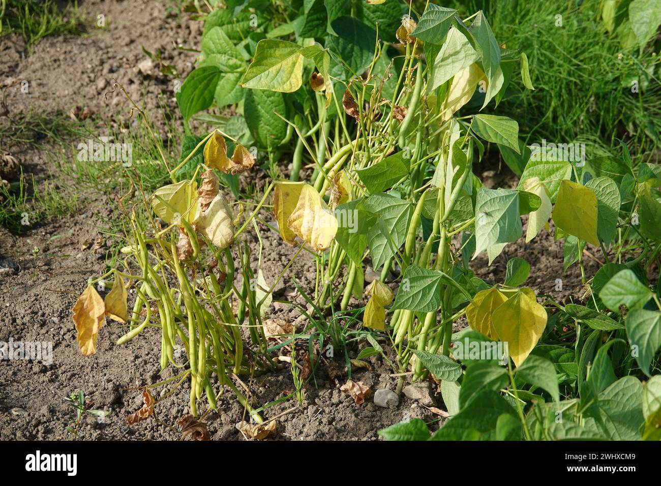 Phaseolus vulgaris var. nana, Bean Stock Photo