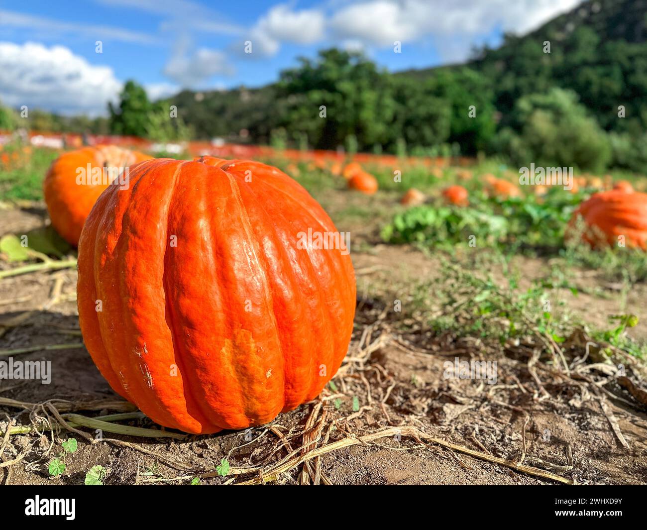 Autumn harvest of orange pumkins at hill side farmers field Stock Photo