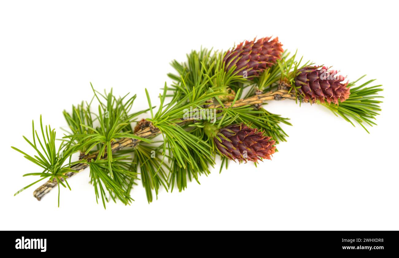Larch branch with cones isolated on white Stock Photo