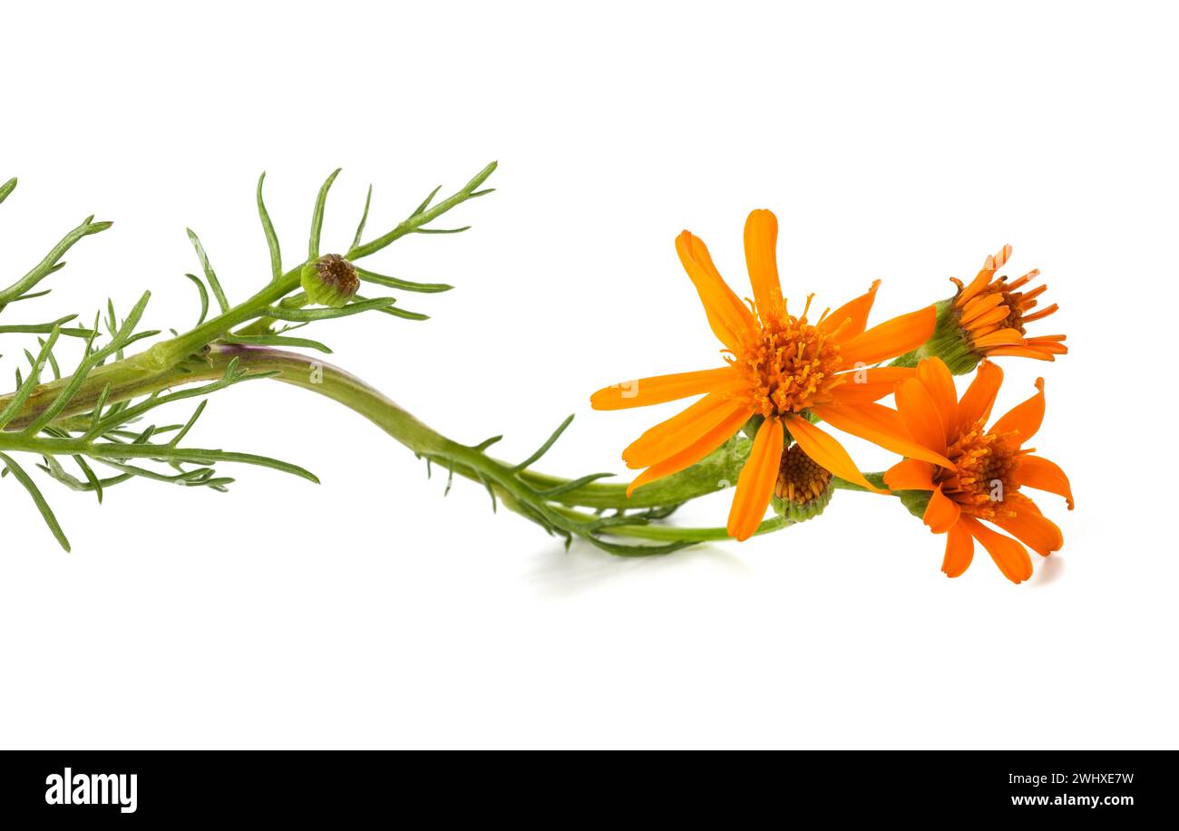 Orange-flowered groundsel flower isolated on white Stock Photo