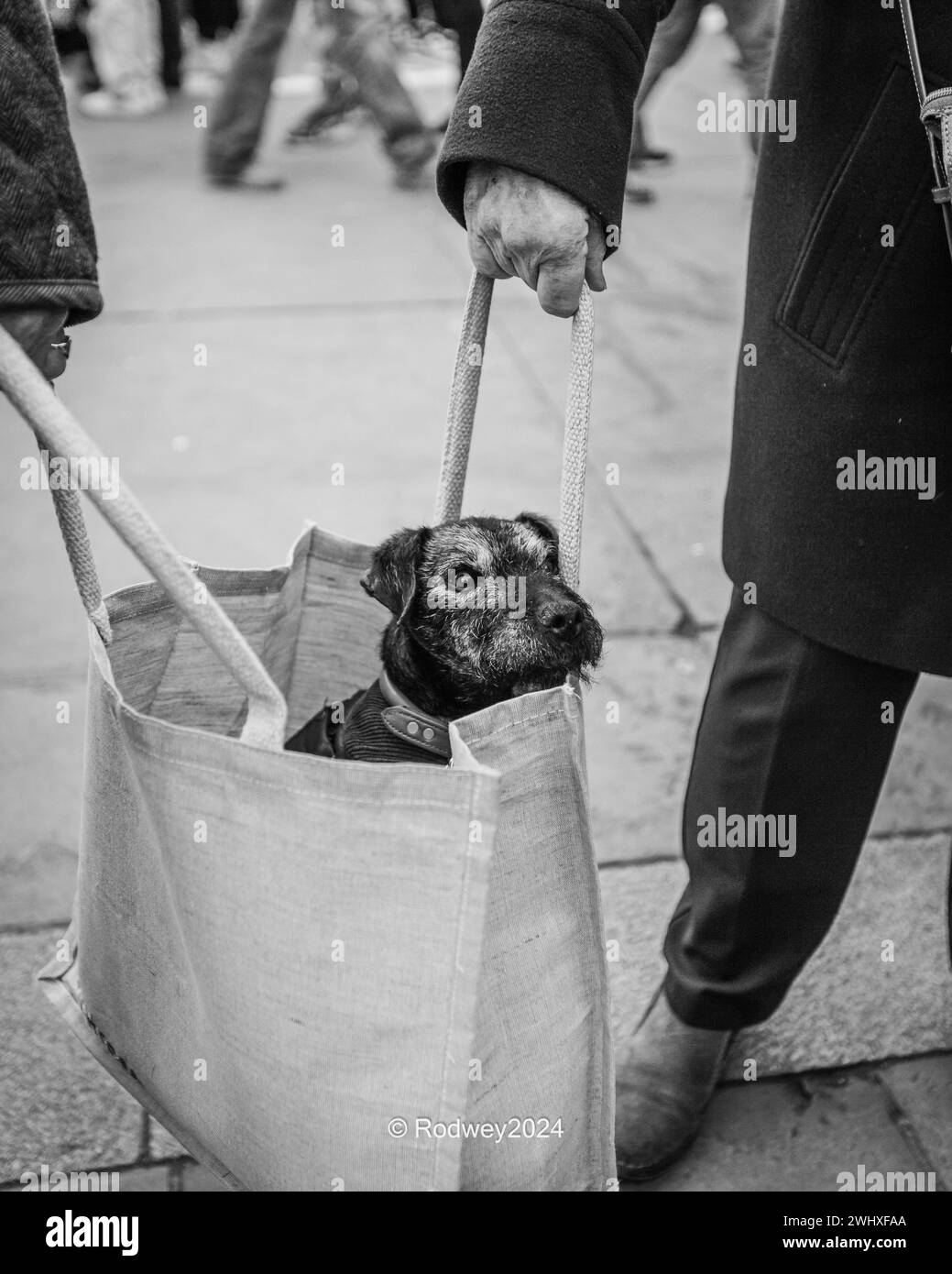 A cute little dog is transported in a regular carrier bag around London