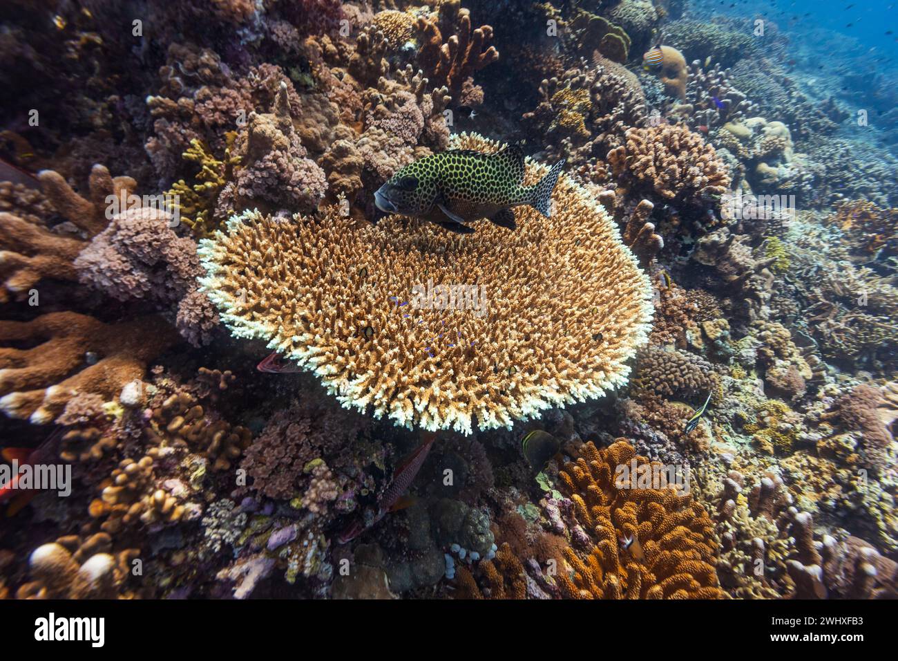 Healthy coral reef landscape with various hard corals Stock Photo - Alamy