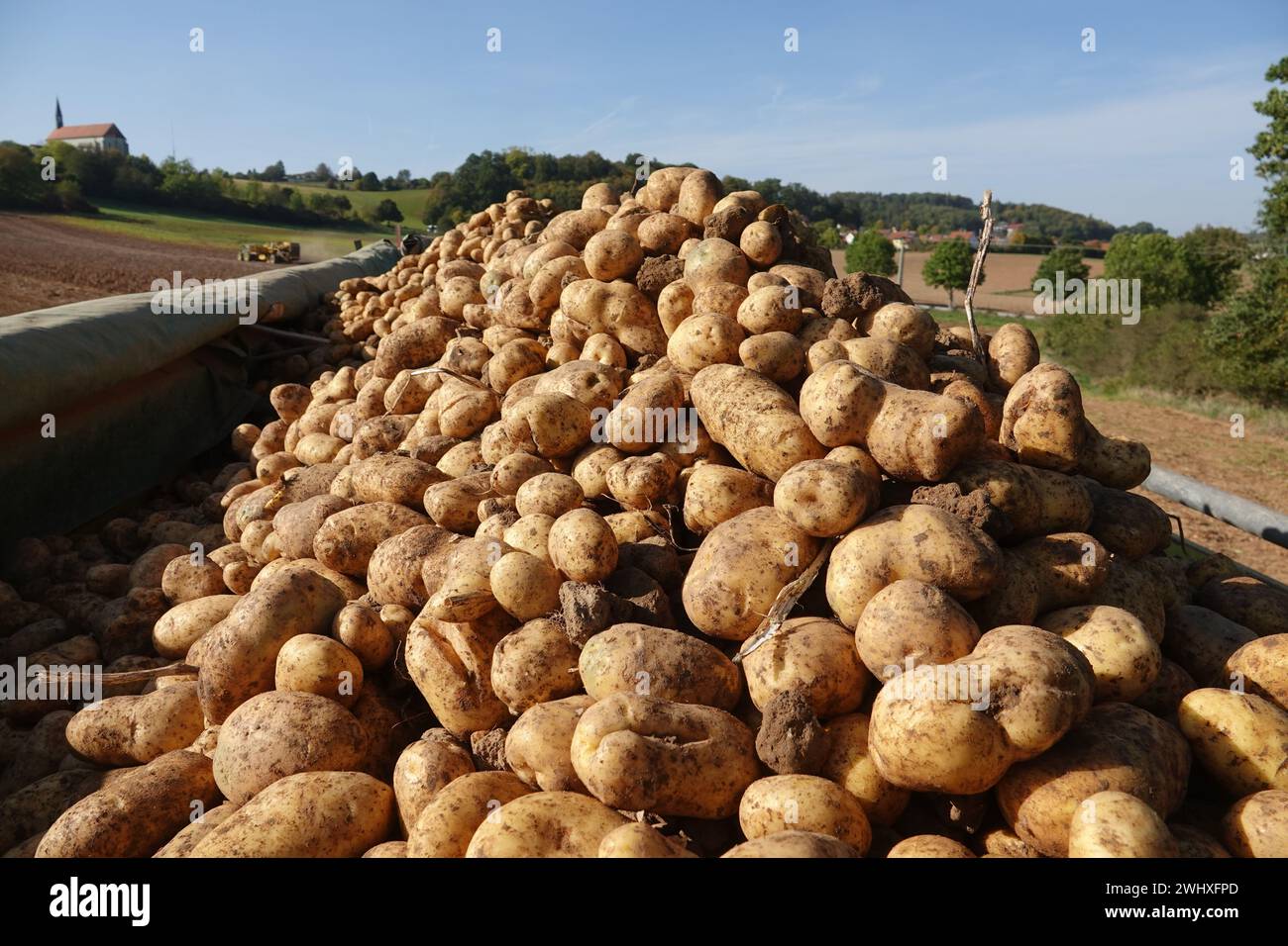 Solanum tuberosum, potato, harvest Stock Photo