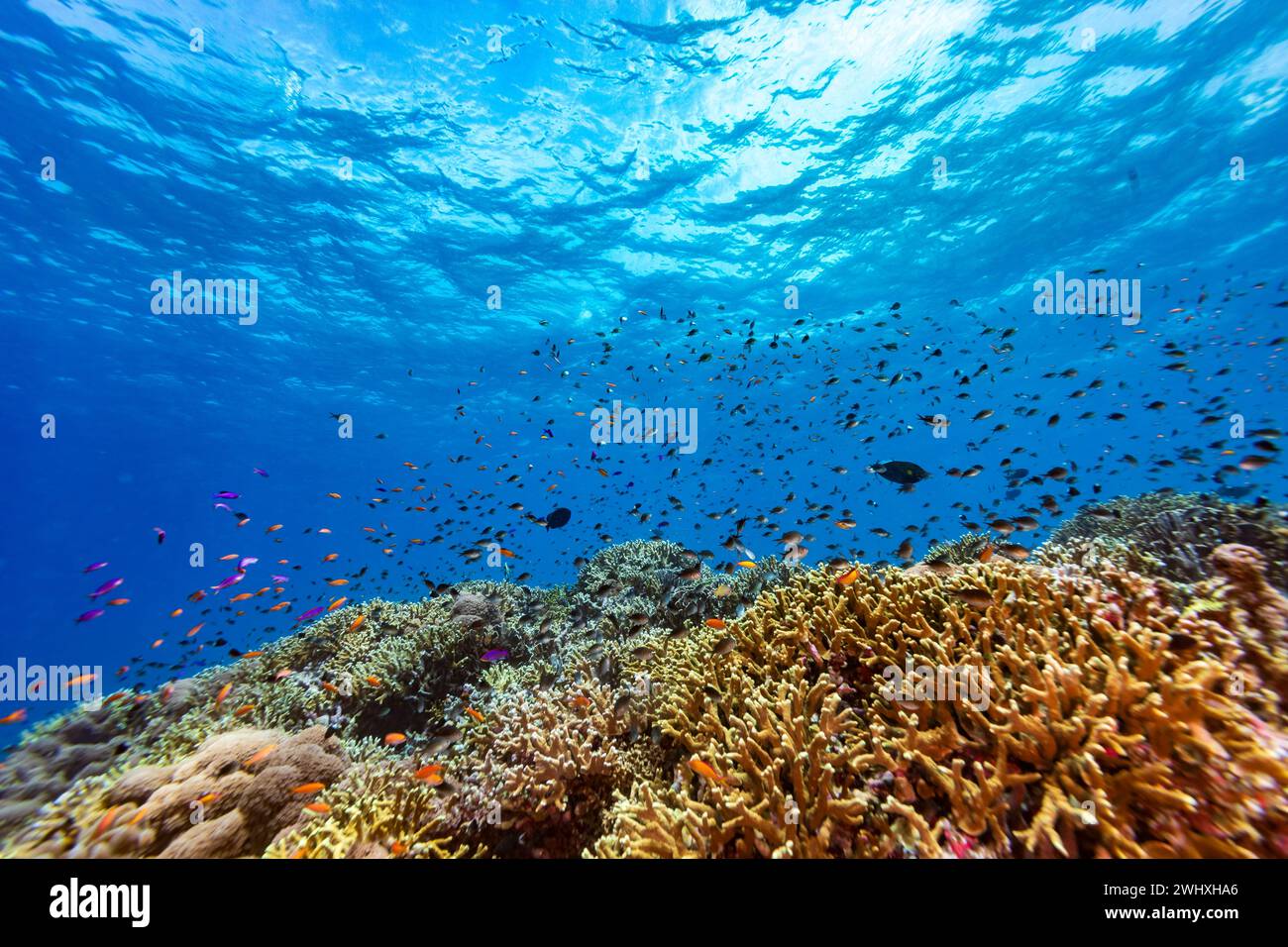 Tropical reef Coral landscape with many colorful schools of fish Stock Photo