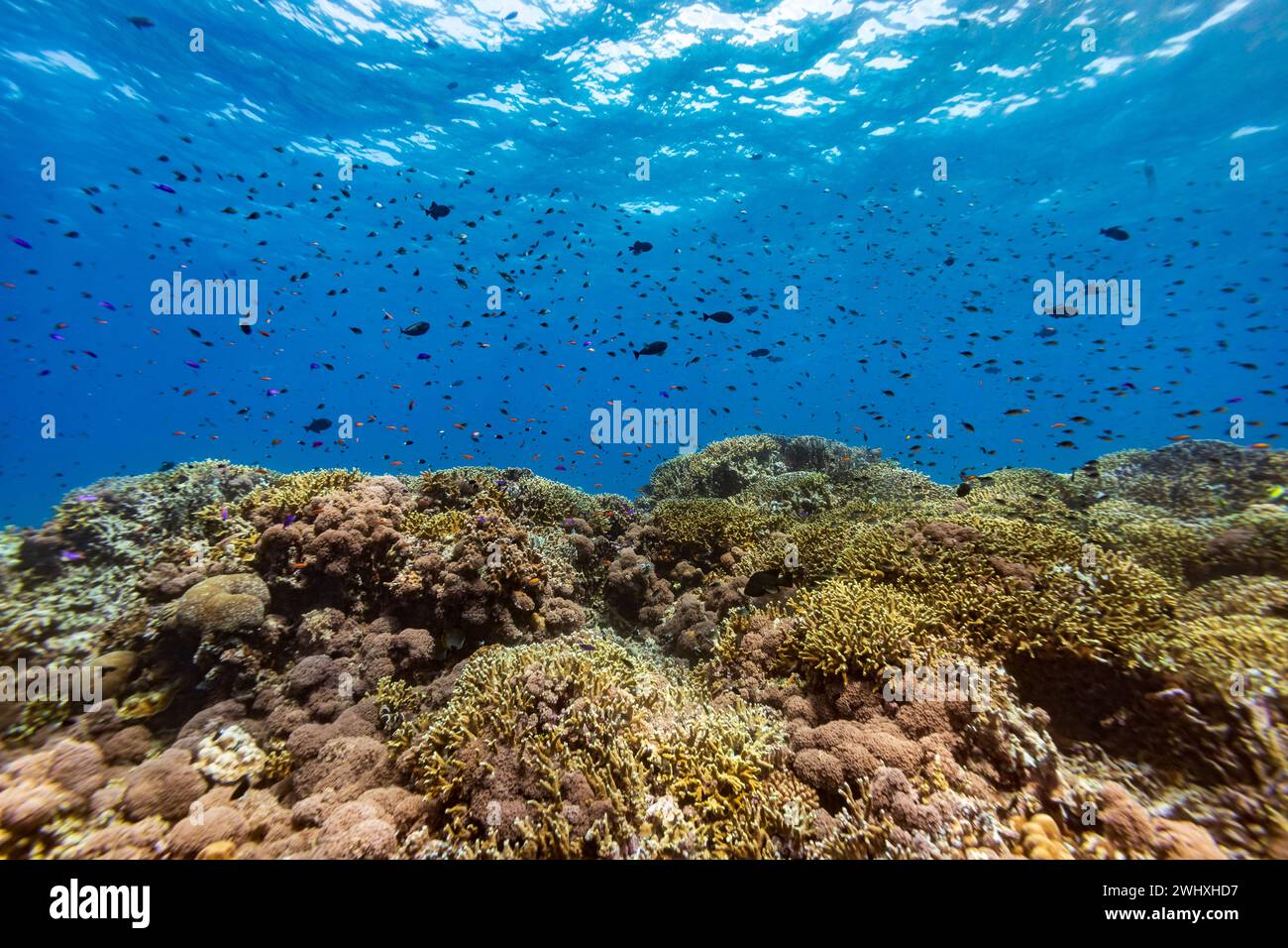 Tropical reef Coral landscape with many colorful schools of fish Stock Photo