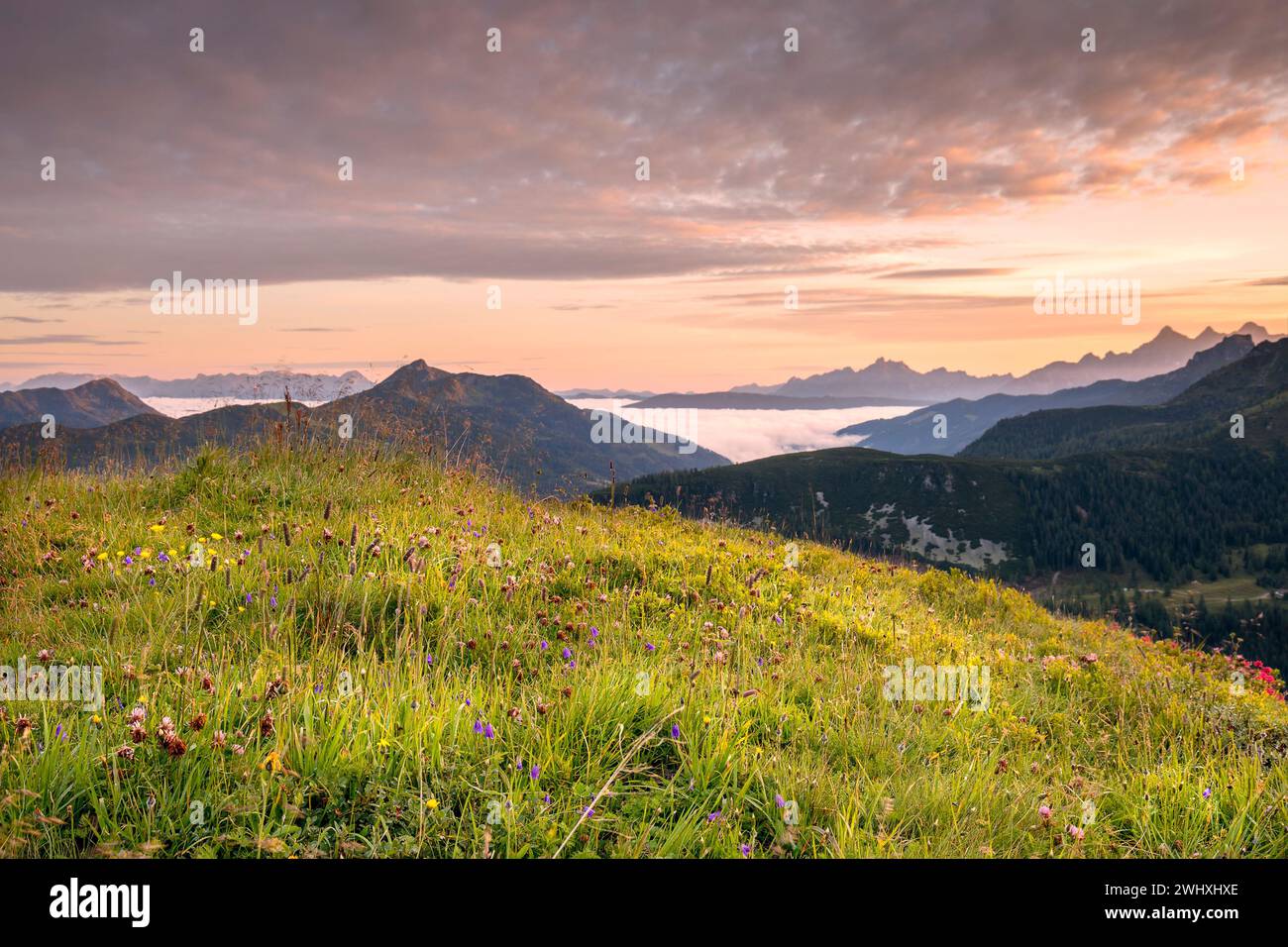 Wildflowers view hi-res stock photography and images - Alamy