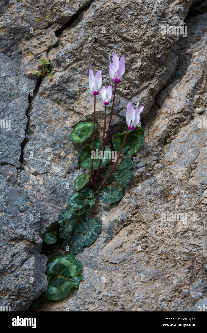 Beautiful fresh pink cyclamen flower and green leaves blooming between rock crevasse Stock Photo
