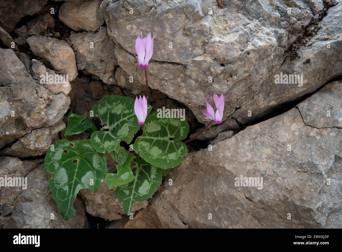 Beautiful fresh pink cyclamen flower and green leaves blooming between rock crevasse Stock Photo