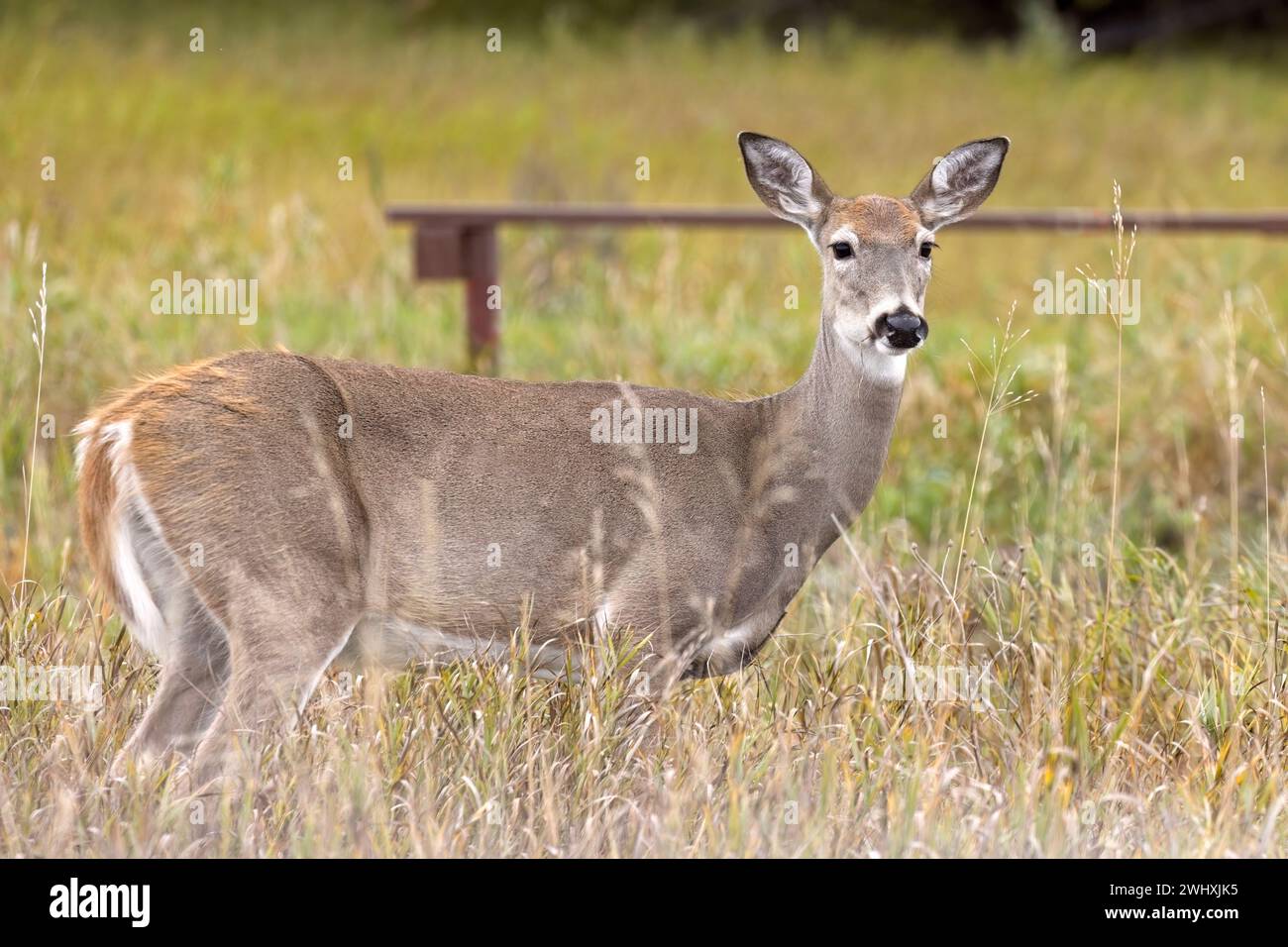 Female deer stands in the tall grass. Stock Photo