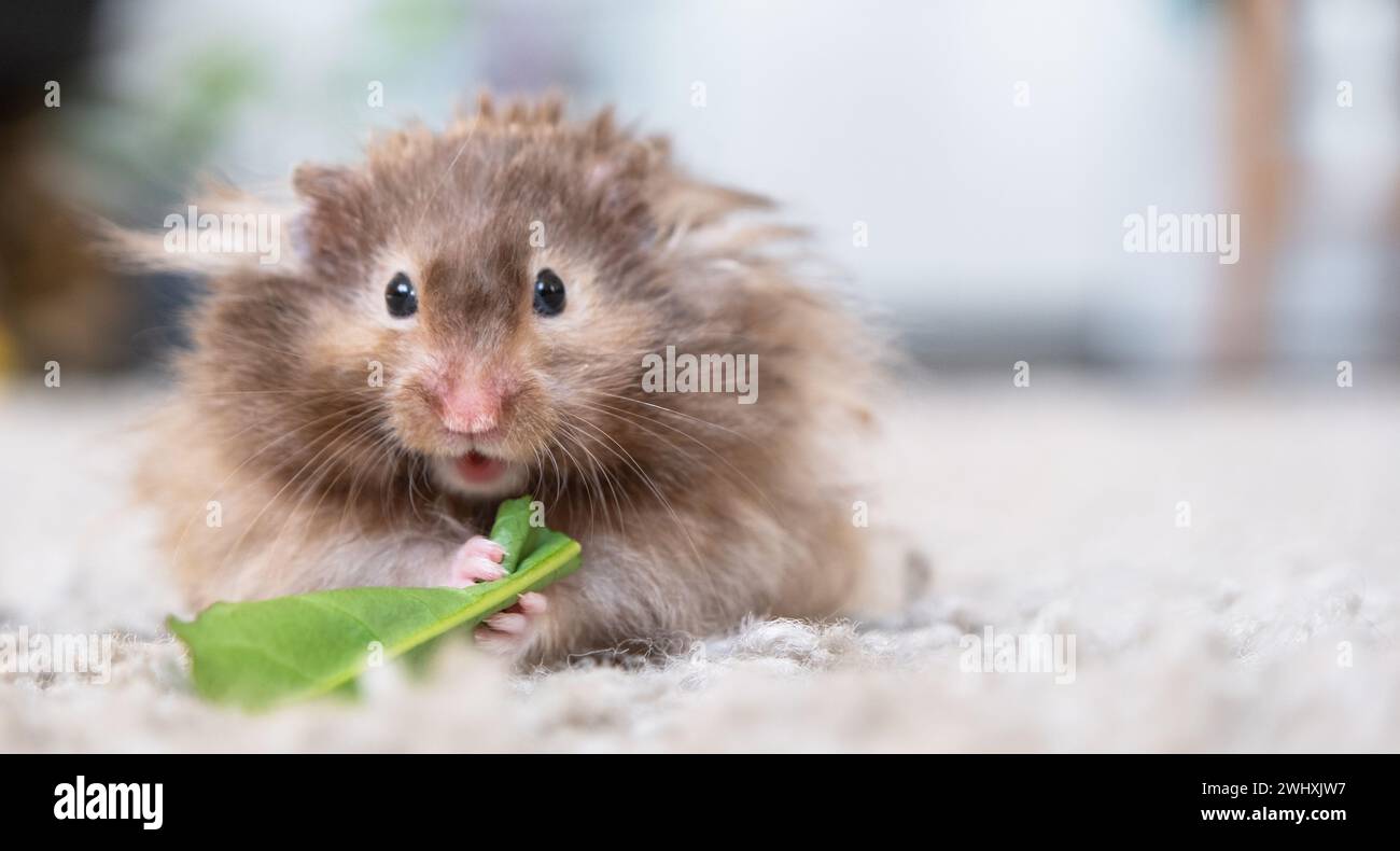 Funny fluffy Syrian hamster eats and surprised, stuffs his cheeks. Food for a pet rodent, vitamins. Close-up, copy space Stock Photo
