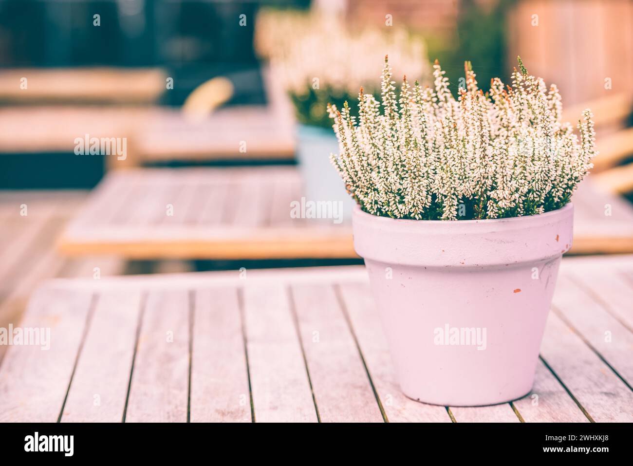 Potted white heather flowers outdoors Stock Photo