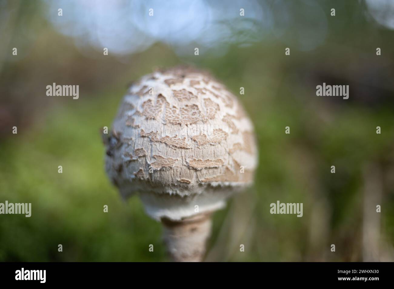 Mushroom photographed with old lens striking bokeh Stock Photo - Alamy